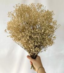 Şoklanmış Cipso Demeti